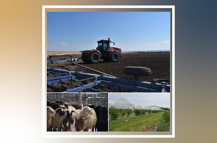 Господдержка сельхозпроизводителей Хакасии в 2026 году составит 604,5 млн рублей. 